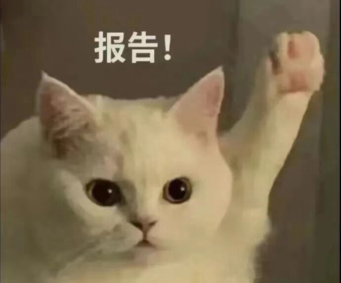 喵喵测试