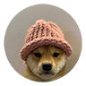 dogwifhat image